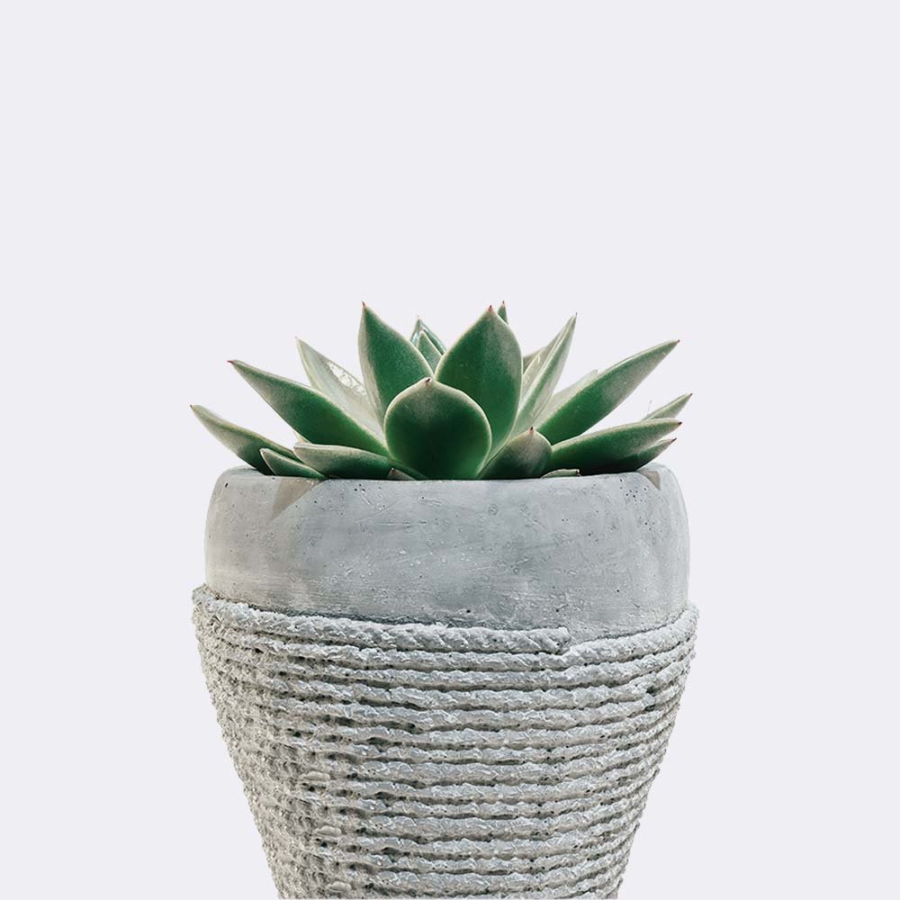 Home plant5 free img